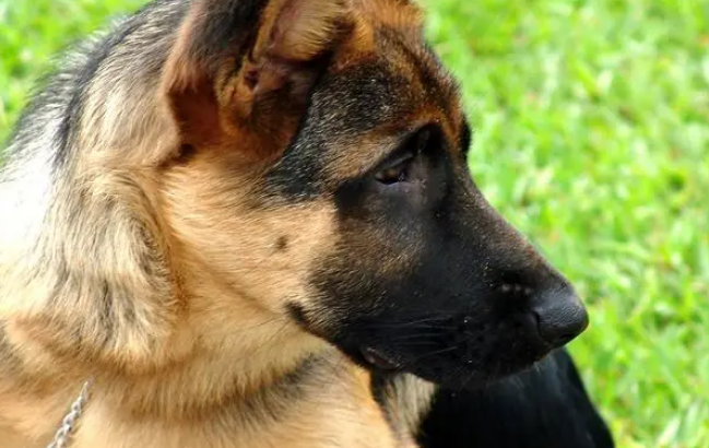 护卫犬排行榜的前十名