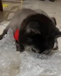 16岁老年犬沉迷泡泡纸,每一块泡泡纸都要按完,还带着猫咪一起按 16岁老年犬沉迷泡泡纸,每一块泡泡纸都要按完,还带着猫咪一起按