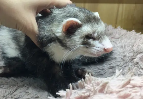 宠物貂有异味吗 除臭腺手术和去势手术除异味