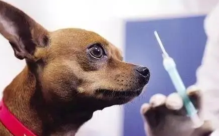 犬瘟病毒怕酒精吗