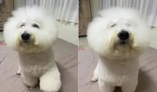 个性如大爷般的比熊犬，这到底谁才是主人，谁才是宠物？