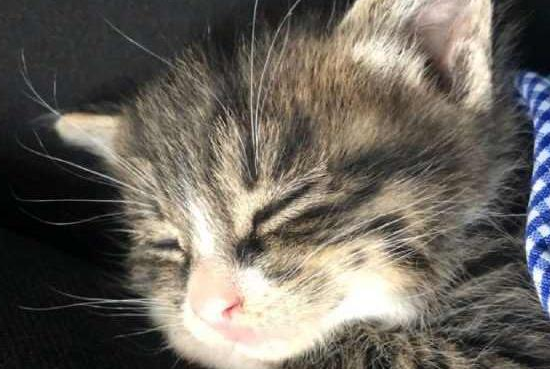 网友领养了一只狸花小奶猫，太萌了，小小年纪就非常霸道！