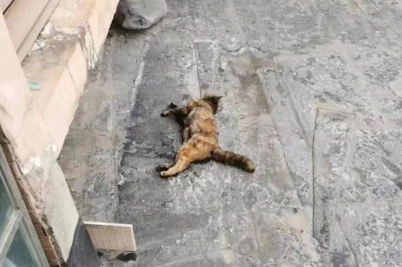 太残忍！半个月7只流浪猫被人扔下坠亡，小区物业回应