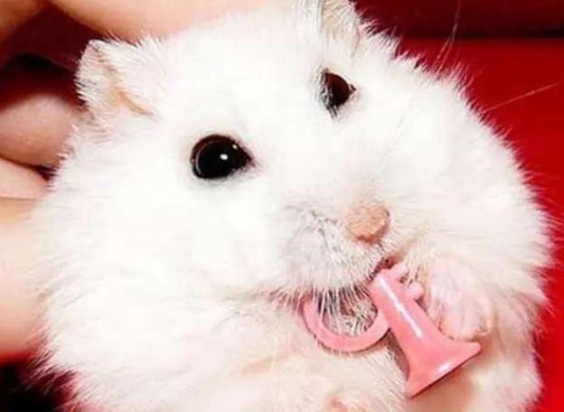怎么才能养好仓鼠 怎么才能养好仓鼠