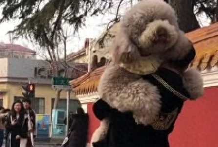 出门容易回家难,七八十斤的泰迪狗狗非要抱抱,主人崩溃了 出门容易回家难,七八十斤的泰迪狗狗非要抱抱,主人崩溃了