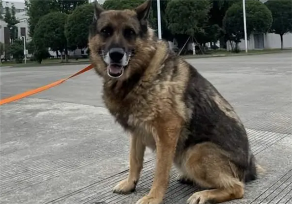 帮它们找到新家！退役搜救犬领养机会来啦