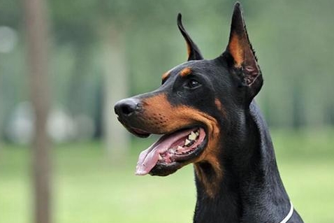 杜宾犬吃什么长得快 杜宾犬吃什么长得快