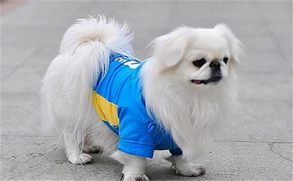 京巴犬多少钱一只 京巴犬多少钱一只