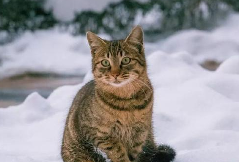 东北猫为什么不能买?东北的猫是不是很便宜? 东北猫为什么不能买?东北的猫是不是很便宜?