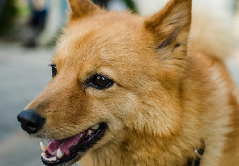 芬兰猎犬的养护常识，不适合在公寓饲养
