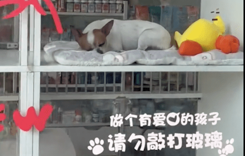 养了8年的狗寄养在宠物店,去接时被它的眼神破防了,差点哭出来 养了8年的狗寄养在宠物店,去接时被它的眼神破防了,差点哭出来
