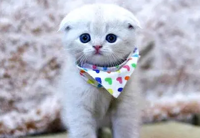 苏格兰折耳猫绝育后怎么护理 折耳猫绝育护理要点