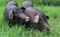 黑猪会感染非洲猪瘟吗