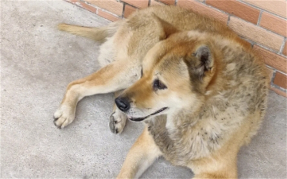 土狗交配