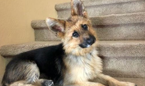 德国牧羊犬因身材娇小走红 4岁看起来却像小狗德国牧羊犬因身材娇小走红