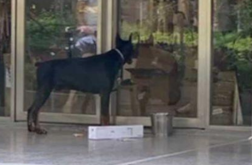 触目惊心!杜宾犬突然发狂连咬3人 触目惊心!杜宾犬突然发狂连咬3人