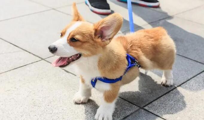 柯基犬不听话怎么办