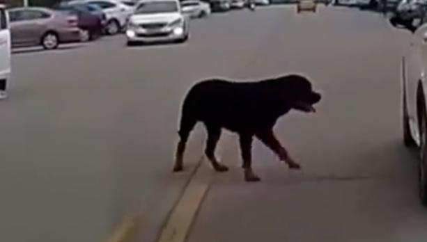 “烈性犬撕咬女童”让全网激愤，骂不拴绳没素质已经没用了