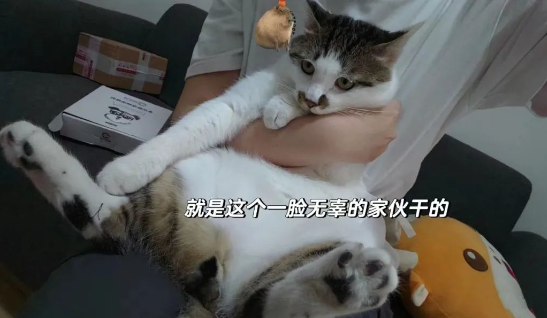 猫咪在家中上蹿下跳，结果一脚踹翻电视机..
