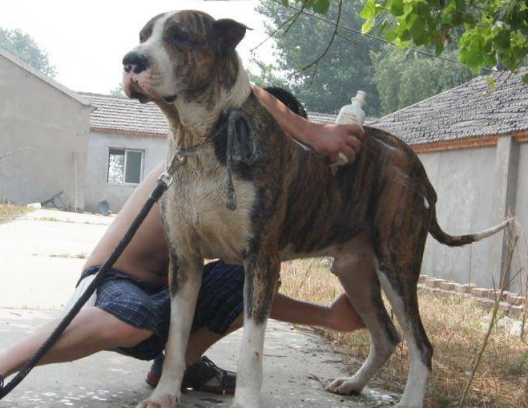 终极杀戮机器库达犬，猛犬中的战斗犬！ 