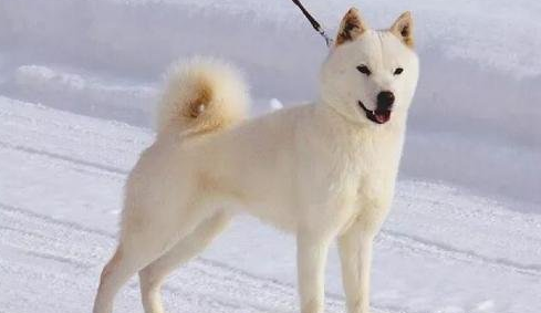 北海道犬的体态特征及生活习性