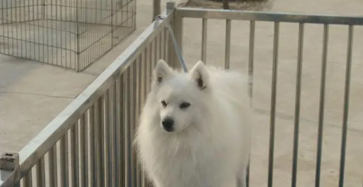 银狐犬适合家养吗