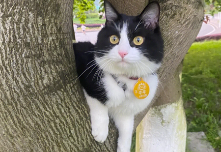 英短奶牛猫多少人民币一只,英短奶牛猫的优点和缺点 英短奶牛猫多少人民币一只,英短奶牛猫的优点和缺点