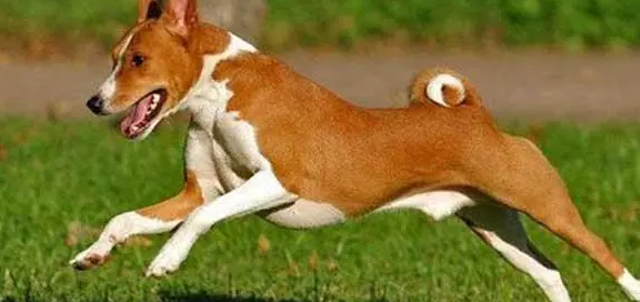 巴仙吉犬哪里卖 宠物市场或宠物店