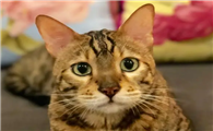 狸花猫从小到大的变化