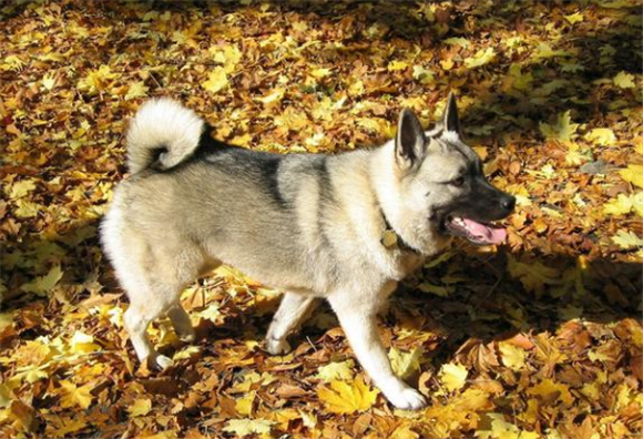 挪威猎麋犬怎么养？科学合理的饲养方法