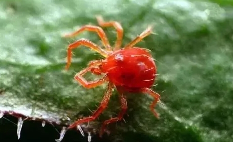红蜘蛛有没有毒性