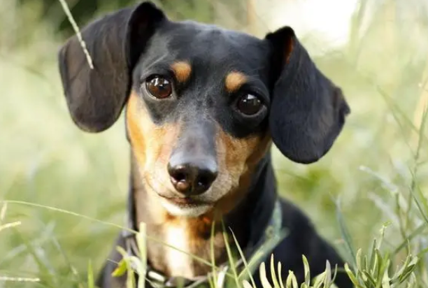 什么猎犬冷骚最好