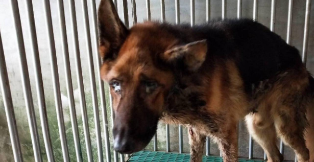 喂狗吃虫子，加暴打，警犬学校虐待德牧，30只德牧被打得头破血流