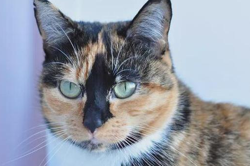 玳瑁猫的寓意取名，玳瑁猫的缺点