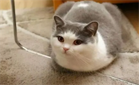 猫为什么不揣手