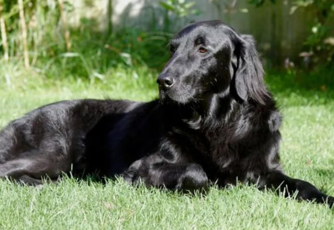 平毛巡回猎犬优缺点