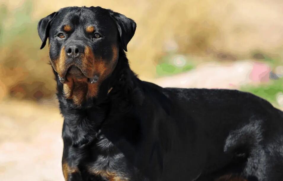 罗威纳犬复仇