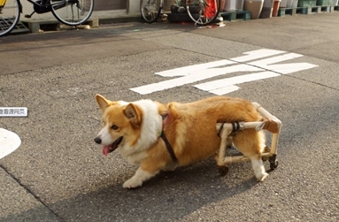 柯基犬后腿瘸了怎么回事
