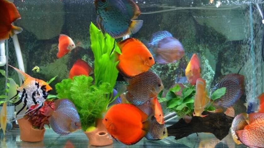 鱼缺氧死亡最明显的特征 鱼缺氧死亡最明显的特征