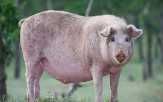 国内最好瘦肉型猪品种