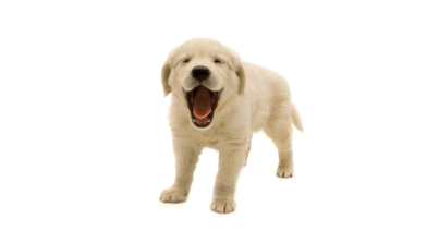 一名贵宠物犬无辜殒命 是谁伸出了投毒黑手