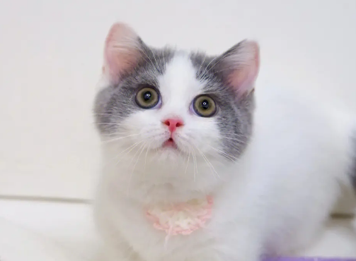 净梵猫优缺点？(白梵猫与净梵猫区别)