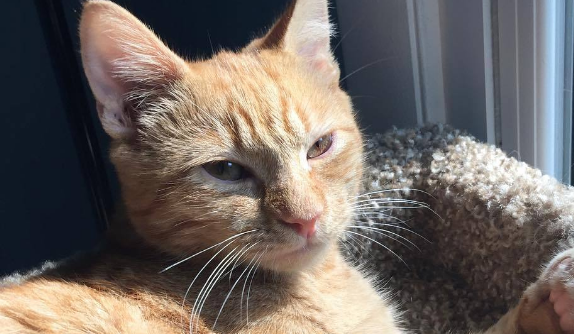 不要盲目跟风养猫,猫有3个明显缺点,很多人都无法接受! 不要盲目跟风养猫,猫有3个明显缺点,很多人都无法接受!