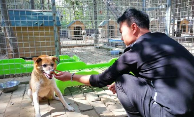 宠物犬心理调整师：狗狗行为问题七成在于主人