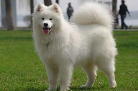爱斯基摩犬好养吗 非常卓越的看门狗