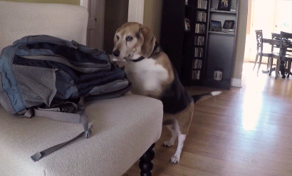 比格犬:明明有在运动,为什么瘦不下来? 比格犬:明明有在运动,为什么瘦不下来?