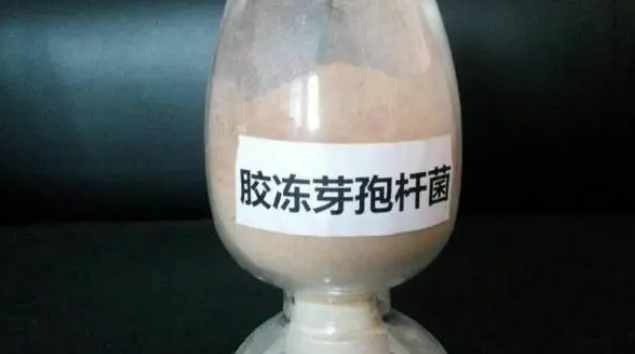 胶冻样芽孢杆菌对植物的作用