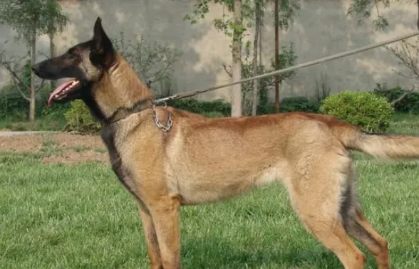 最优秀的5种狼犬