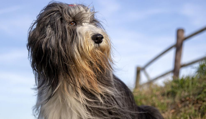 古代长须牧羊犬的喂食要点，注意皮肤问题！