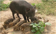 人工养殖的野猪犯法吗